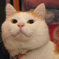 萌炸天的猫咪可爱头像,快来收! 动物头像 第20张 萌炸天的猫咪可爱头像,快来收! 动物头像 第20张