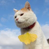 萌炸天的猫咪可爱头像,快来收! 动物头像 第8张 萌炸天的猫咪可爱头像,快来收! 动物头像 第8张