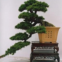 被惊艳到!盆栽微信头像图片大集合 其它头像 第32张 被惊艳到!盆栽微信头像图片大集合 其它头像 第32张