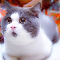 萌炸天的猫咪可爱头像,快来收! 动物头像 第9张 萌炸天的猫咪可爱头像,快来收! 动物头像 第9张