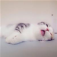 萌炸天的猫咪可爱头像,快来收! 动物头像 第24张 萌炸天的猫咪可爱头像,快来收! 动物头像 第24张