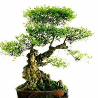 被惊艳到!盆栽微信头像图片大集合 其它头像 第14张 被惊艳到!盆栽微信头像图片大集合 其它头像 第14张