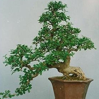 被惊艳到!盆栽微信头像图片大集合 其它头像 第21张 被惊艳到!盆栽微信头像图片大集合 其它头像 第21张