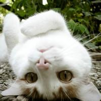 萌炸天的猫咪可爱头像,快来收! 动物头像 第3张 萌炸天的猫咪可爱头像,快来收! 动物头像 第3张