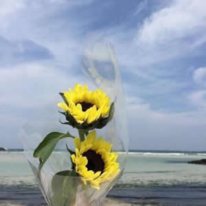 被这组微信植物清新头像美到啦 其它头像 第16张