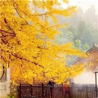 超绝!银杏叶头像图片大集合 其它头像 第9张 超绝!银杏叶头像图片大集合 其它头像 第9张