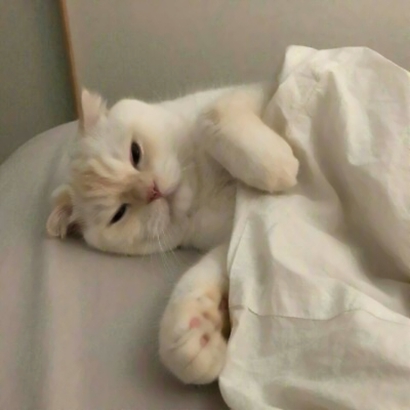 萌化啦!微信可爱猫头像来袭 动物头像 第4张 萌化啦!微信可爱猫头像来袭 动物头像 第4张