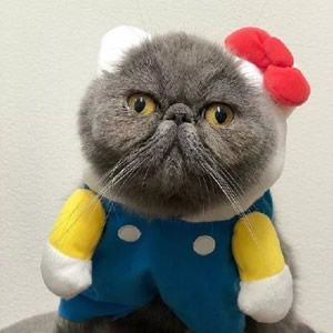 超萌猫系情侣头像来袭,一左一右超登对 情侣头像 第8张 超萌猫系情侣头像来袭,一左一右超登对 情侣头像 第8张
