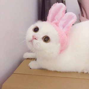 超萌猫系情侣头像来袭,一左一右超登对 情侣头像 第13张 超萌猫系情侣头像来袭,一左一右超登对 情侣头像 第13张