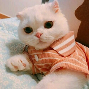 超萌猫系情侣头像来袭,一左一右超登对 情侣头像 第1张 超萌猫系情侣头像来袭,一左一右超登对 情侣头像 第1张