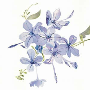 绝美微信花朵头像来袭，速来围观！ 其它头像 第13张