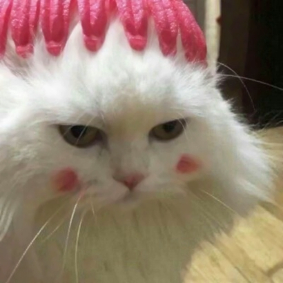萌化啦!微信可爱猫头像来袭 动物头像 第16张 萌化啦!微信可爱猫头像来袭 动物头像 第16张