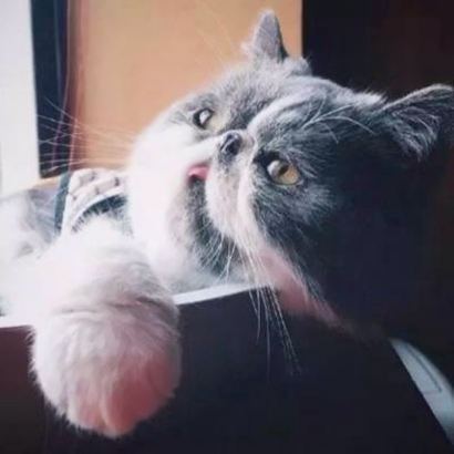 萌炸了！抖音宠物头像大全来袭 动物头像 第10张