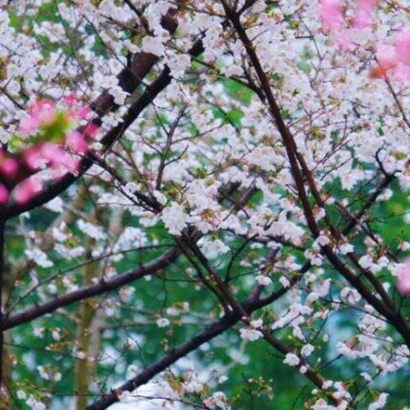 春天绝美风景头像来啦,爱了! 风景头像 第23张 春天绝美风景头像来啦,爱了! 风景头像 第23张