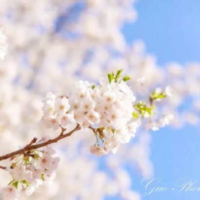 绝美花朵图片头像来袭,太仙啦! 其它头像 第13张 绝美花朵图片头像来袭,太仙啦! 其它头像 第13张