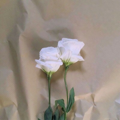绝美玫瑰头像大集合,快来挑! 其它头像 第7张 绝美玫瑰头像大集合,快来挑! 其它头像 第7张