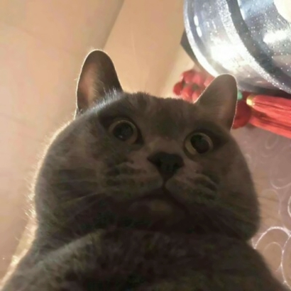 萌化啦!微信可爱猫头像来袭 动物头像 第2张 萌化啦!微信可爱猫头像来袭 动物头像 第2张