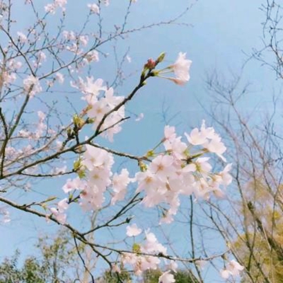 绝美花朵图片头像来袭,太仙啦! 其它头像 第5张 绝美花朵图片头像来袭,太仙啦! 其它头像 第5张