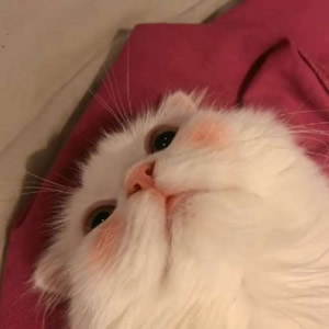 超萌猫系情侣头像来袭,一左一右超登对 情侣头像 第4张 超萌猫系情侣头像来袭,一左一右超登对 情侣头像 第4张