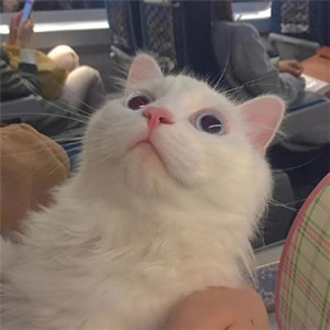 超萌小猫咪头像合集！可爱 / 治愈 / 个性风格任选，免费下载！ 动物头像 第9张
