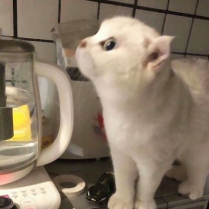 萌化啦!微信可爱猫头像来袭 动物头像 第6张 萌化啦!微信可爱猫头像来袭 动物头像 第6张