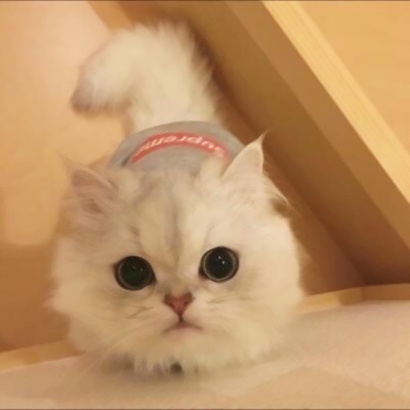 萌化啦!微信可爱猫头像来袭 动物头像 第21张 萌化啦!微信可爱猫头像来袭 动物头像 第21张