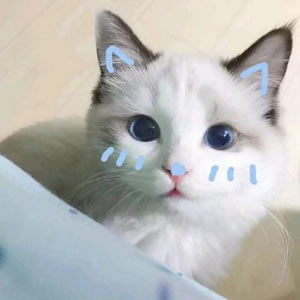 超萌小猫咪头像合集！可爱 / 治愈 / 个性风格任选，免费下载！ 动物头像 第4张