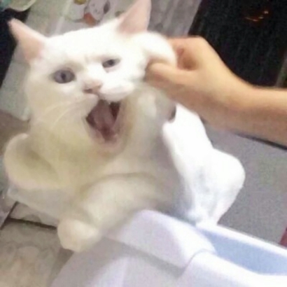 萌化啦!微信可爱猫头像来袭 动物头像 第15张 萌化啦!微信可爱猫头像来袭 动物头像 第15张