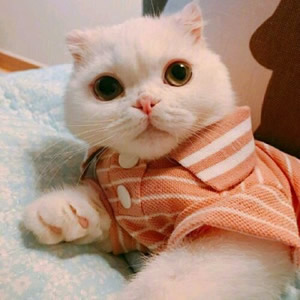 超萌猫系情侣头像来袭,一左一右超登对 情侣头像 第2张 超萌猫系情侣头像来袭,一左一右超登对 情侣头像 第2张