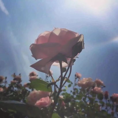 春天绝美风景头像来啦,爱了! 风景头像 第14张 春天绝美风景头像来啦,爱了! 风景头像 第14张