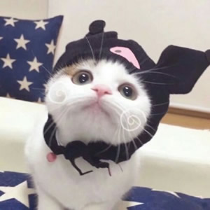 超萌猫系情侣头像来袭,一左一右超登对 情侣头像 第5张 超萌猫系情侣头像来袭,一左一右超登对 情侣头像 第5张