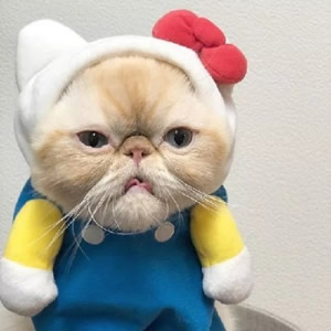 超萌猫系情侣头像来袭,一左一右超登对 情侣头像 第7张 超萌猫系情侣头像来袭,一左一右超登对 情侣头像 第7张