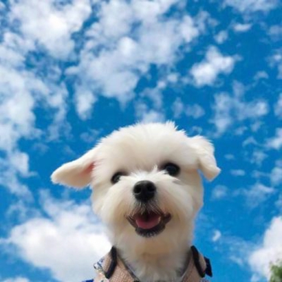 萌炸了！抖音宠物头像大全来袭 动物头像 第17张