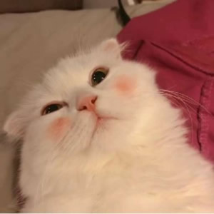 超萌猫系情侣头像来袭,一左一右超登对 情侣头像 第3张 超萌猫系情侣头像来袭,一左一右超登对 情侣头像 第3张