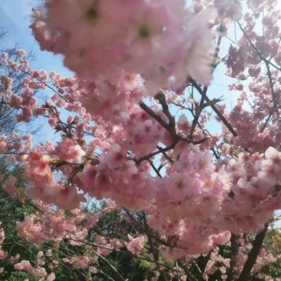 绝美花朵图片头像来袭,太仙啦! 其它头像 第4张 绝美花朵图片头像来袭,太仙啦! 其它头像 第4张