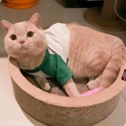萌化啦!微信可爱猫头像来袭 动物头像 第18张 萌化啦!微信可爱猫头像来袭 动物头像 第18张