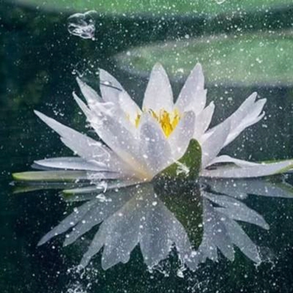 绝美花朵图片头像来袭,太仙啦! 其它头像 第15张 绝美花朵图片头像来袭,太仙啦! 其它头像 第15张