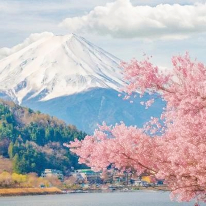 绝美花朵图片头像来袭,太仙啦! 其它头像 第6张 绝美花朵图片头像来袭,太仙啦! 其它头像 第6张