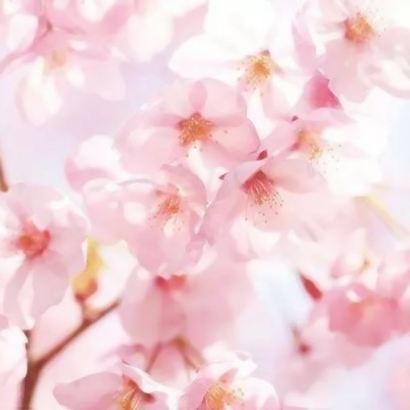 绝美花朵图片头像来袭,太仙啦! 其它头像 第2张 绝美花朵图片头像来袭,太仙啦! 其它头像 第2张