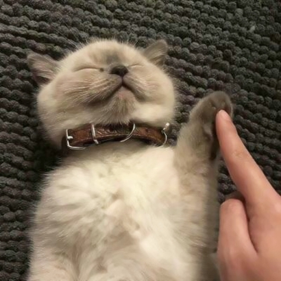 萌化啦!微信可爱猫头像来袭