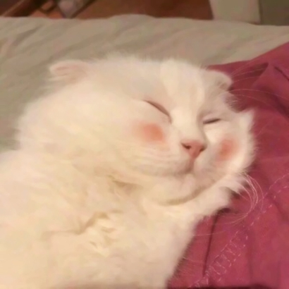萌化啦!微信可爱猫头像来袭 动物头像 第11张 萌化啦!微信可爱猫头像来袭 动物头像 第11张