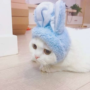 超萌猫系情侣头像来袭,一左一右超登对 情侣头像 第14张 超萌猫系情侣头像来袭,一左一右超登对 情侣头像 第14张