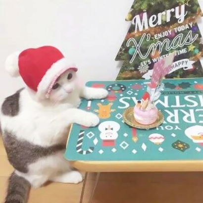 萌炸啦!猫咪情侣头像高清一左一右来袭 情侣头像 第5张 萌炸啦!猫咪情侣头像高清一左一右来袭 情侣头像 第5张