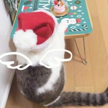 萌炸啦!猫咪情侣头像高清一左一右来袭 情侣头像 第6张 萌炸啦!猫咪情侣头像高清一左一右来袭 情侣头像 第6张