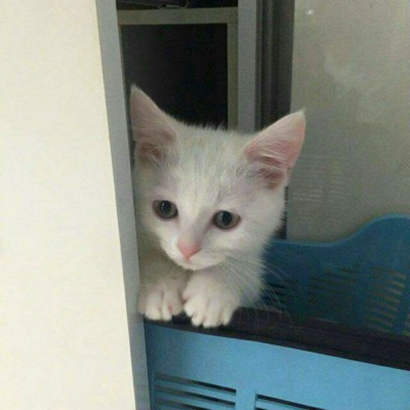 萌化啦！超可爱猫咪头像大全 动物头像 第16张