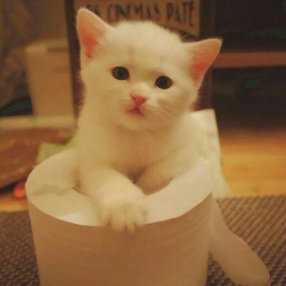 萌化啦！超可爱猫咪头像大全 动物头像 第3张