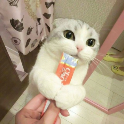 萌化啦！超可爱猫咪头像大全 动物头像 第13张