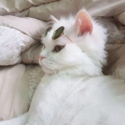软萌暴击!超可爱的情侣猫咪头像 情侣头像 第16张 软萌暴击!超可爱的情侣猫咪头像 情侣头像 第16张