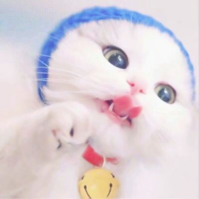 萌化啦!超可爱猫咪头像大全
