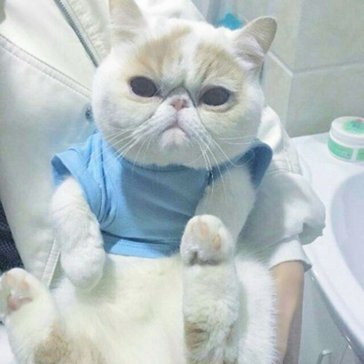 萌化啦！超可爱猫咪头像大全 动物头像 第14张